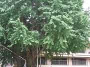 きんちゃんさんの櫛田神社の大イチョウの投稿写真1