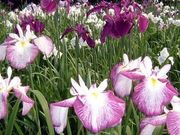 たじやんさんの小國神社花菖蒲園の投稿写真1