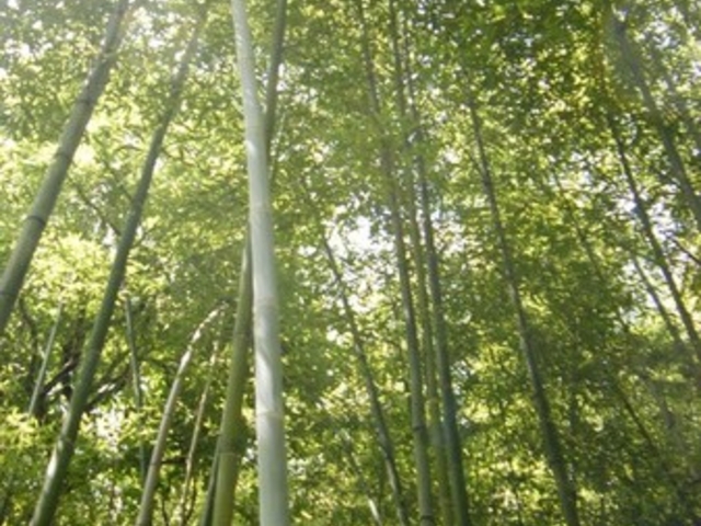 孟宗竹林