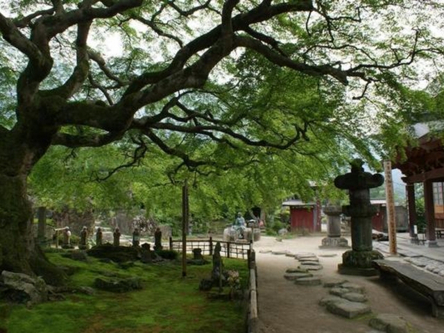 札所八番 西善寺のコミネカエデ