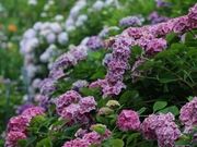 月下 桜さんの広島市植物公園の投稿写真1