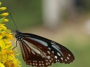 mitsuoさんの伊吹山高山植物の投稿写真1
