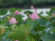 アンタライさんさんの伊佐沼の投稿写真1