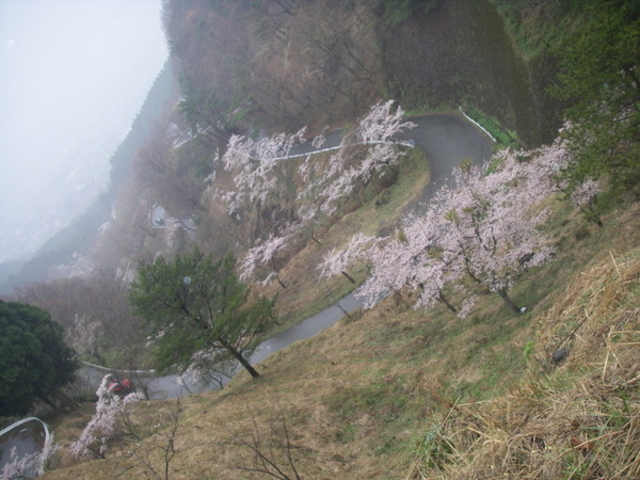 高森峠の千本桜
