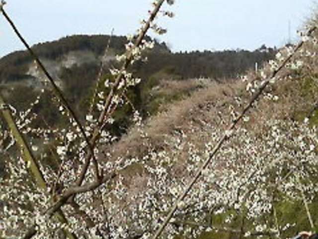 しんぷう敷島さんの金熊寺梅林の投稿写真1