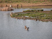 kazumiringoさんの海王バードパーク/富山新港臨海野鳥園の投稿写真1