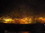 soraさんの幕山 湯河原梅林の投稿写真1