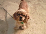 かおるさんの渋川動物公園の投稿写真1