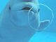 順チャンさんの名古屋港水族館への投稿写真2