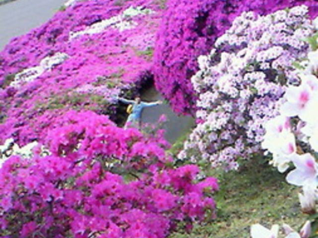 みっぽこさんの三隅公園のつつじの投稿写真1