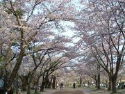 バモスさんの盛岡城跡公園の桜の投稿写真1
