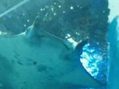 マクセル アクアパーク品川の写真1