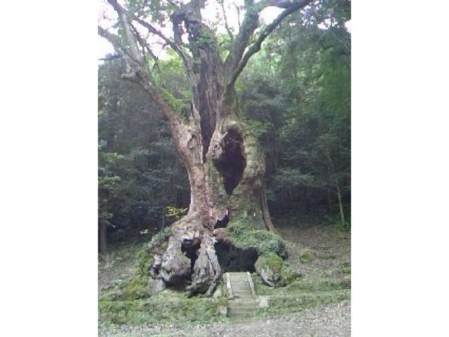 武雄の大楠