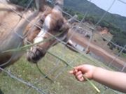 hanaさんの嶺南牧場の投稿写真1