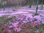シノさんの里見が丘公園の投稿写真1