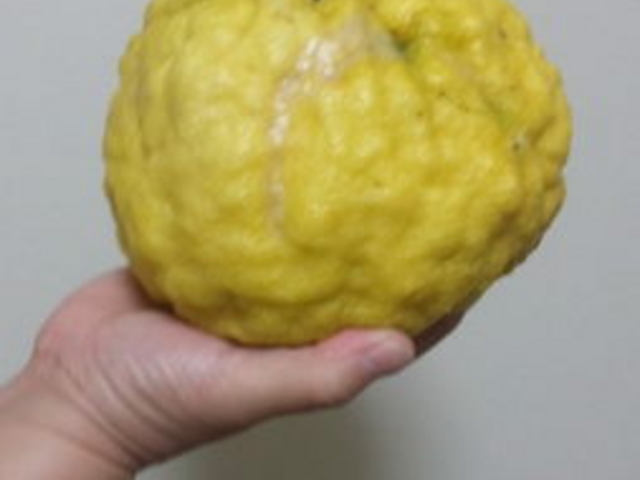 秋のみかん狩り