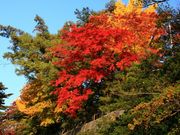 てつさんの盛岡城跡公園(岩手公園)の投稿写真1