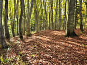 ココットさんのなべくら高原・森の家の投稿写真1