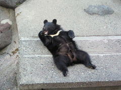 奥飛騨クマ牧場の写真1