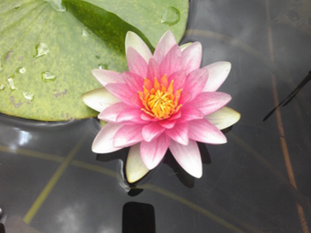 上三依水生植物園
