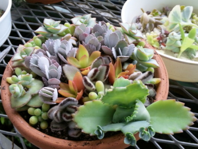 ルークちゃんさんの農事組合法人 アルプガーデンの投稿写真1