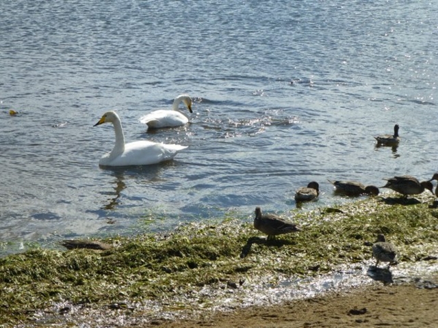 ウトナイ湖