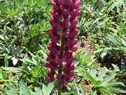 いちご姫さんの神奈川県立津久井湖城山公園・水の苑地・花の苑地の投稿写真1