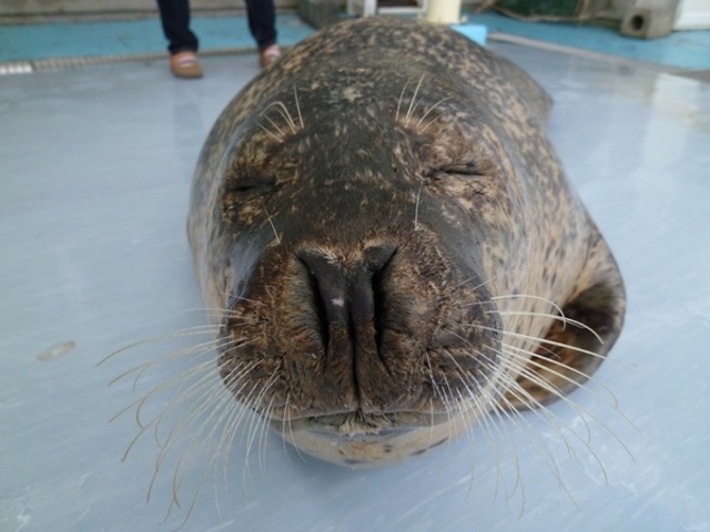 オホーツクとっかりセンター