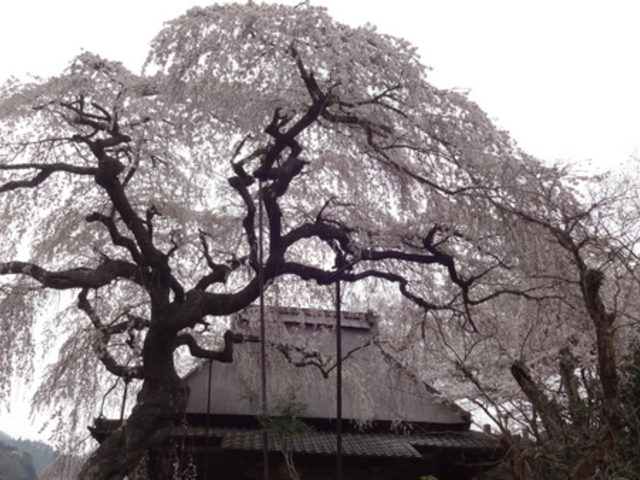 しどーさんの西光寺の枝垂桜の投稿写真1