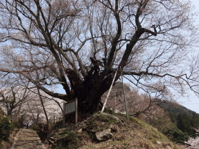 しどーさんの佛隆寺の桜の投稿写真1