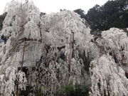 しどーさんの大野寺の枝垂桜の投稿写真1
