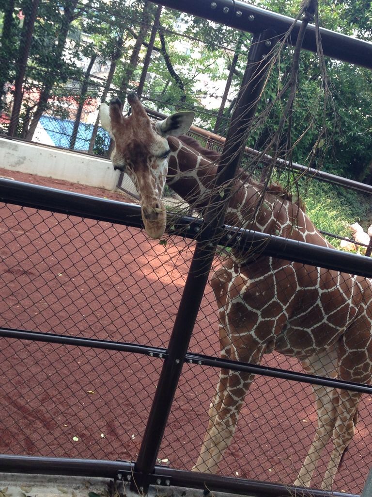 野毛山動物園