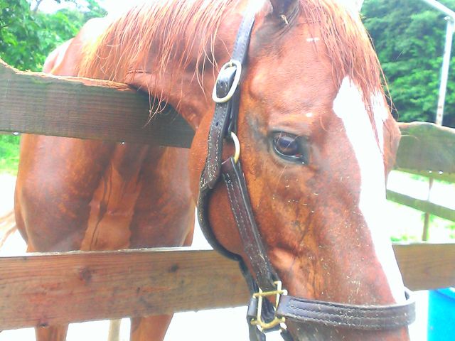 おやつ大好き★_大山乗馬センター