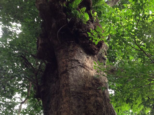 首里金城町の大アカギ
