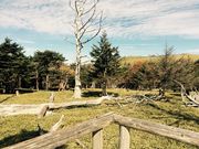 まぶりかさんの大台ヶ原の紅葉の投稿写真1