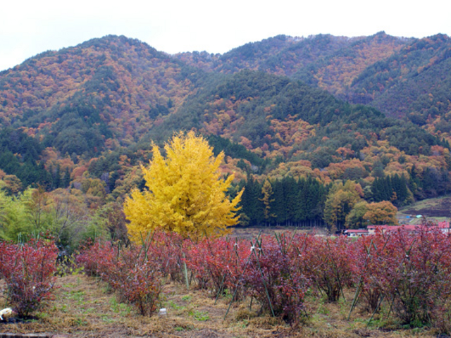 せせらぎ街道の紅葉