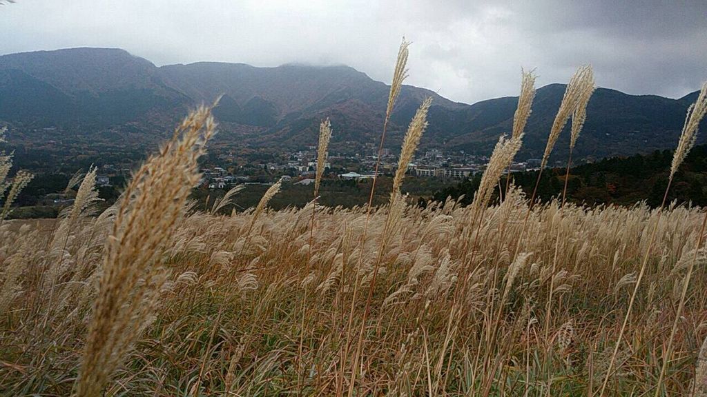 仙石原高原