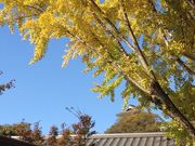 こうくんママさんの桜の馬場 城彩苑総合観光案内所の投稿写真1