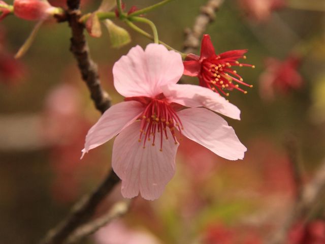 こんな桜も見られます_高徳院(鎌倉大仏)
