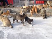 なーたさんの青島の投稿写真5