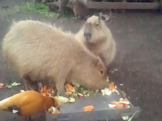 大島動物園