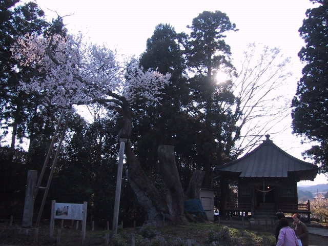 獅子次郎さんの馬場桜の投稿写真1