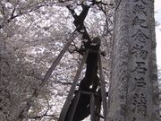 獅子次郎さんの石戸蒲ザクラの投稿写真1