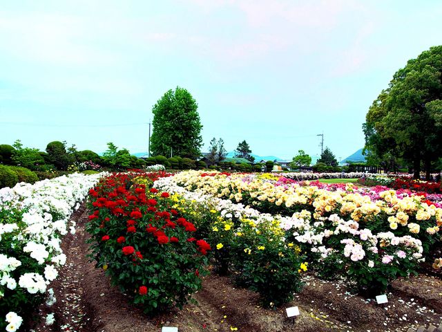 色とりどり、満開のバラが見事に咲いてました。_RSKバラ園