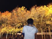 ぱんぷちィさんの閑谷学校楷の木の投稿写真1