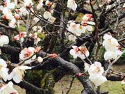 やまあさんの兼六園の梅の投稿写真1