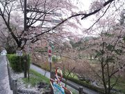 ゆみぶさんの与田切公園の投稿写真1