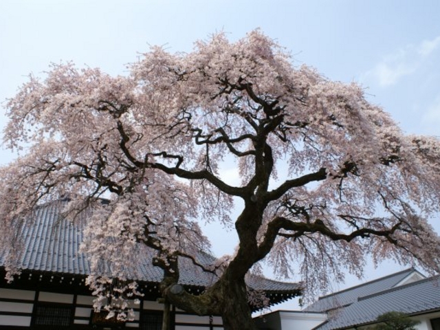 okeiさんの相応寺の投稿写真1