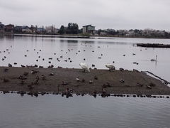 めぐぽんさんの瓢湖水きん公園への投稿写真1