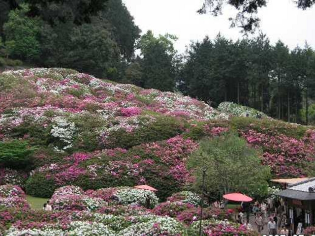 三室戸寺
